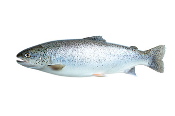 Obraz premium Fresh trout, a popular and healthy fish choice