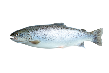 Fresh trout, a popular and healthy fish choice