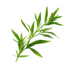 Fototapeta premium A sprig of fresh tarragon herb with green leaves isolated on transparent background