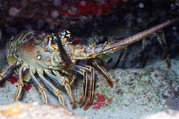 Spiny Lobster (Panulirus argus)