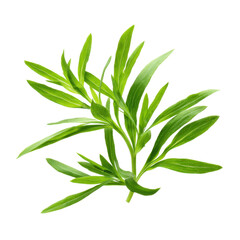 Fototapeta premium A sprig of fresh tarragon herb with green leaves isolated on transparent background