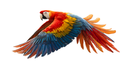 Scarlet macaw flying with vivid feathers spread, tropical parrot showcasing brilliant colors, isolated on white background