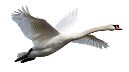 Fototapeta premium mute swan in flight, open white wings, elegant movement, isolated on white background