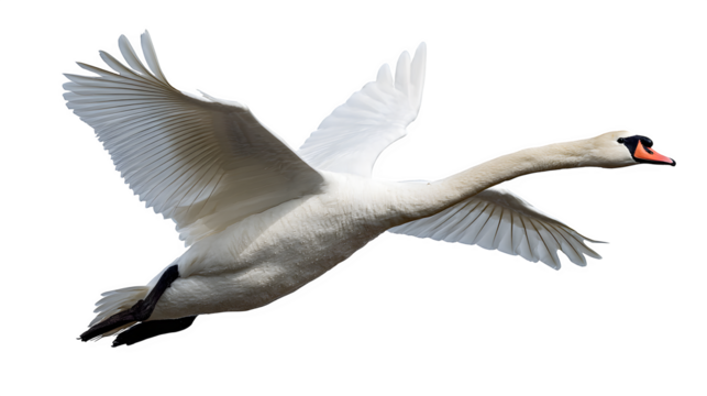 mute swan in flight, open white wings, elegant movement, isolated on white background