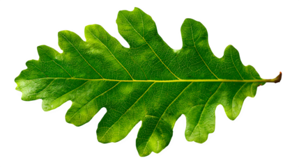 oak tree leaf with detailed lobes and texture, natural green color, isolated on white background