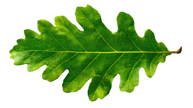 oak tree leaf with detailed lobes and texture, natural green color, isolated on white background