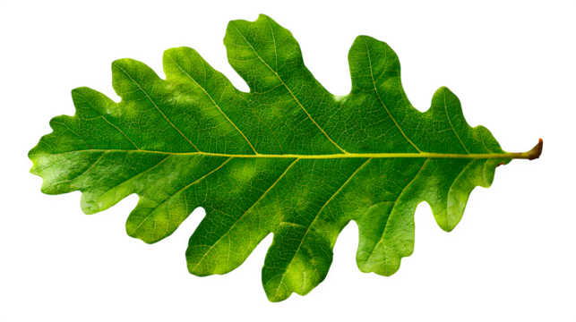 oak tree leaf with detailed lobes and texture, natural green color, isolated on white background