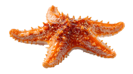orange starfish, marine invertebrate beauty, isolated on white background