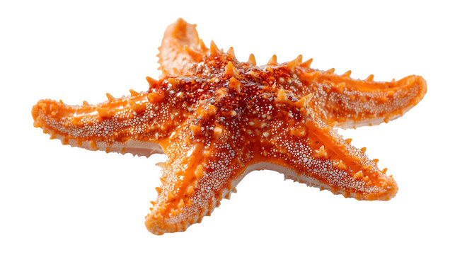 orange starfish, marine invertebrate beauty, isolated on white background