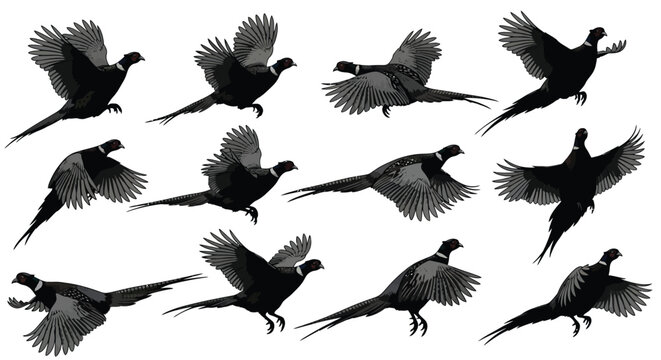 A collection of black silhouettes depicting pheasants in flight poses