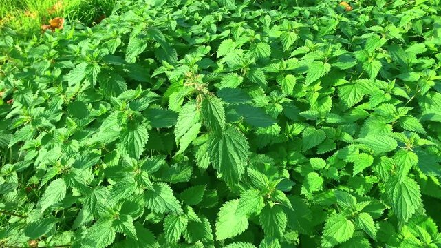 Fresh Stinging Nettle (Urtica dioica) in Nature