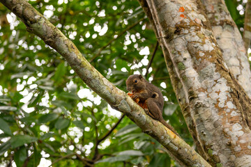 Closeup view of squirrel on tree branch in Singapore Botanic Garden