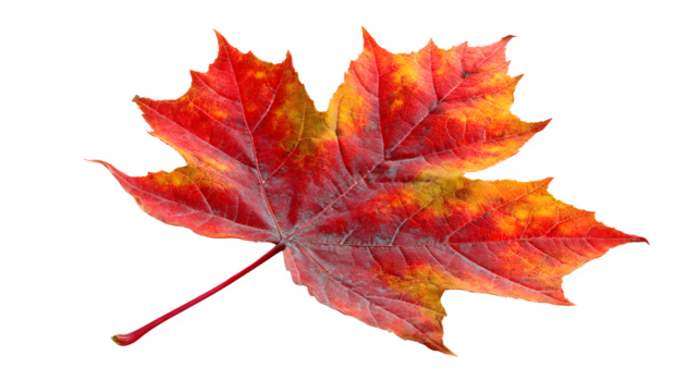 red maple leaf in autumn colors, symbol of Canada, isolated on white background