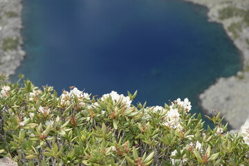 Obraz premium Mountain сaucasian rhododendron flowers in focus against the background of mountain lake and mountains covered with snow caps and glaciers, cloudy sky