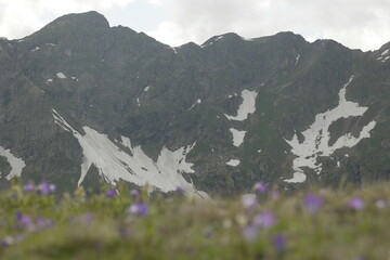 Mountain field bell flowers in unfocus against the background of green mountains in focus covered with snow caps and glaciers, cloudy sky
