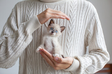 Little cut kitten on hand. Cute gray cat with blue eyes looking at camera