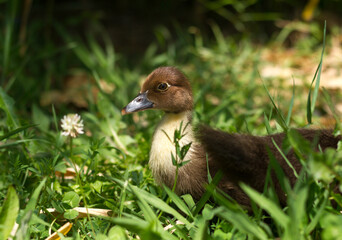 Chick of Muscovy duck (Cairina moschata).