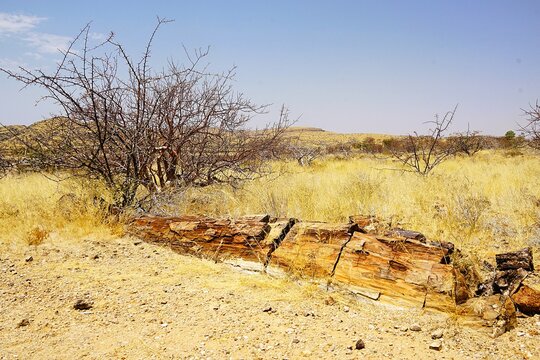 Close-up of a huge petrified tree trunk in the petrified forest in Namibia near the town of Khorixas. 