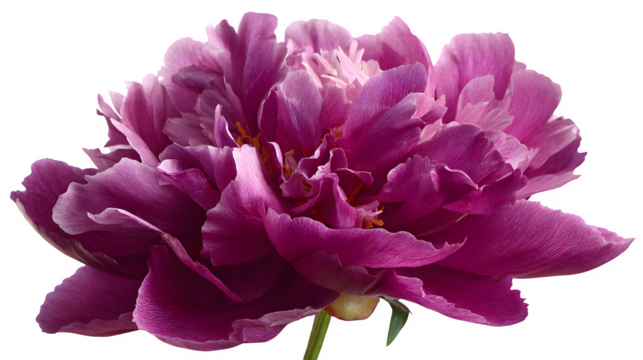 vibrant magenta peony flower close-up, lush petals, elegant bloom, isolated on white background