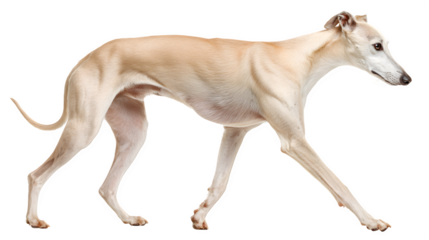 whippet dog walking gracefully, lean athletic build, short cream fur, isolated on white background