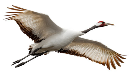 Naklejka premium whooping crane flying with outstretched wings, elegant bird species, isolated on white background