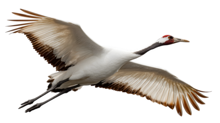 whooping crane flying with outstretched wings, elegant bird species, isolated on white background