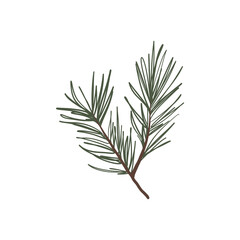 Christmas tree branch, transparent background, isolate, png
