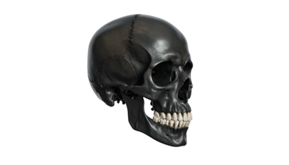 Dark human cranium object shown in profile against a solid black background
