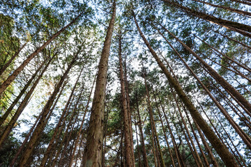 In the forest, trees swaying gently in the breeze