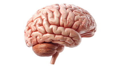Detailed three dimensional rendering depicts the human cerebrum and cerebellum against a dark backdrop