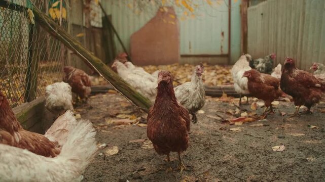 Chickens Roaming Freely in an Autumn Farmyard With Colorful Leaves and Rustic Surroundings