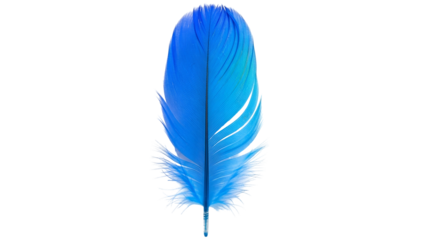 Vivid blue avian feather isolated against a stark black background