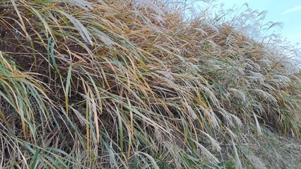 waving silver grass or eulalia (miscanthus) in late autumn with pale sky background