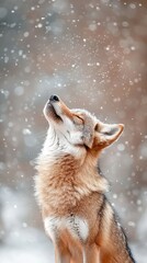 Obraz premium Wild wolf looking up at falling snow, celebrating winter's gentle touch on the pristine natural environment.