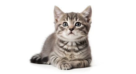 Adorable Kitten Portrait Captivating Gaze of a Striped Tabby Resting on a Clean White Surface
