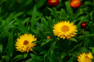 Red and yellow strawflowers on a plant in a garden