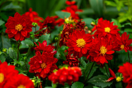 A beautiful red Dahlia pinnata flower in full bloom, captured in close-up