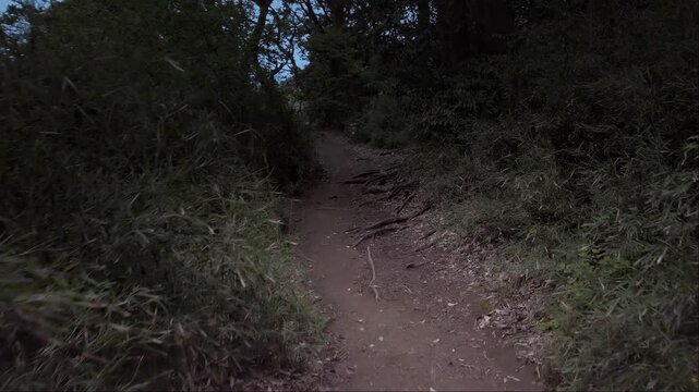 hidden trail surrounded by dense trees at dusk, where mysterious aura unfolds step by step, all revealed through enchanting slow motion framing
