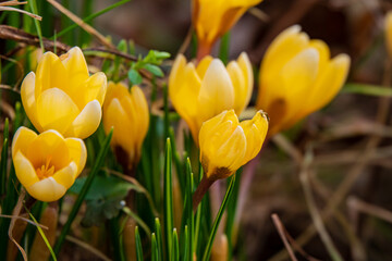 Yellow crocuses bloom amidst fresh green grass, signaling the arrival of spring's warmth and beauty