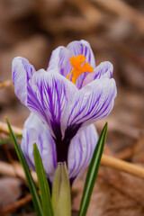 Delicate purple crocus flowers rise from the soil, brightening a brown garden landscape in spring