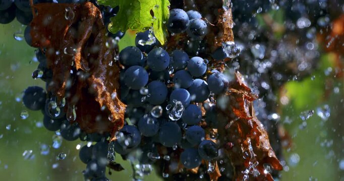 Slow motion close up of ripe purple grapes splashed with water under sunlight at 1000 fps. Concept of freshness, nature, harvest and the essence of vineyard life.