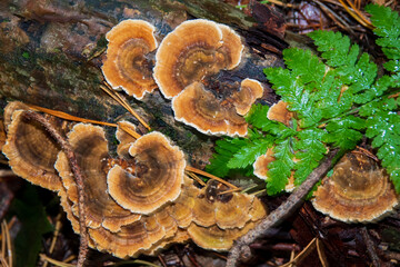 Bright orange and brown fungi thrive on an old log, surrounded by green ferns in a damp forest