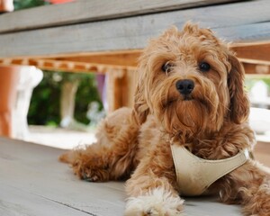 Close-Up of Dog’s Face with Burr Seeds and Tousled Fur