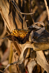 Close-up of a ripe corn cob surrounded by dry husks in a sunlit autumn field, showing golden kernels and the texture of withered leaves