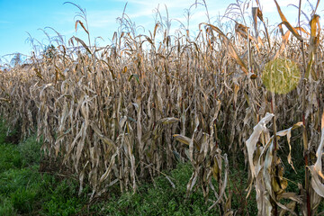 Dry cornfield with withered stalks and golden husks under blue sky, capturing the late autumn harvest season in the countryside