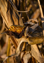 Close-up of a ripe corn cob surrounded by dry husks in a sunlit autumn field, showing golden kernels and the texture of withered leaves
