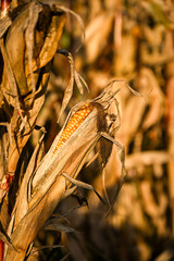 Close-up of a ripe corn cob surrounded by dry husks in a sunlit autumn field, showing golden kernels and the texture of withered leaves