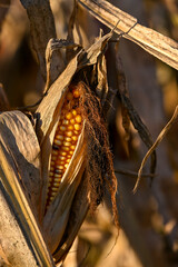 Close-up of a ripe corn cob surrounded by dry husks in a sunlit autumn field, showing golden kernels and the texture of withered leaves
