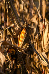 Close-up of a ripe corn cob surrounded by dry husks in a sunlit autumn field, showing golden kernels and the texture of withered leaves