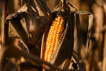 Close-up of a ripe corn cob surrounded by dry husks in a sunlit autumn field, showing golden kernels and the texture of withered leaves